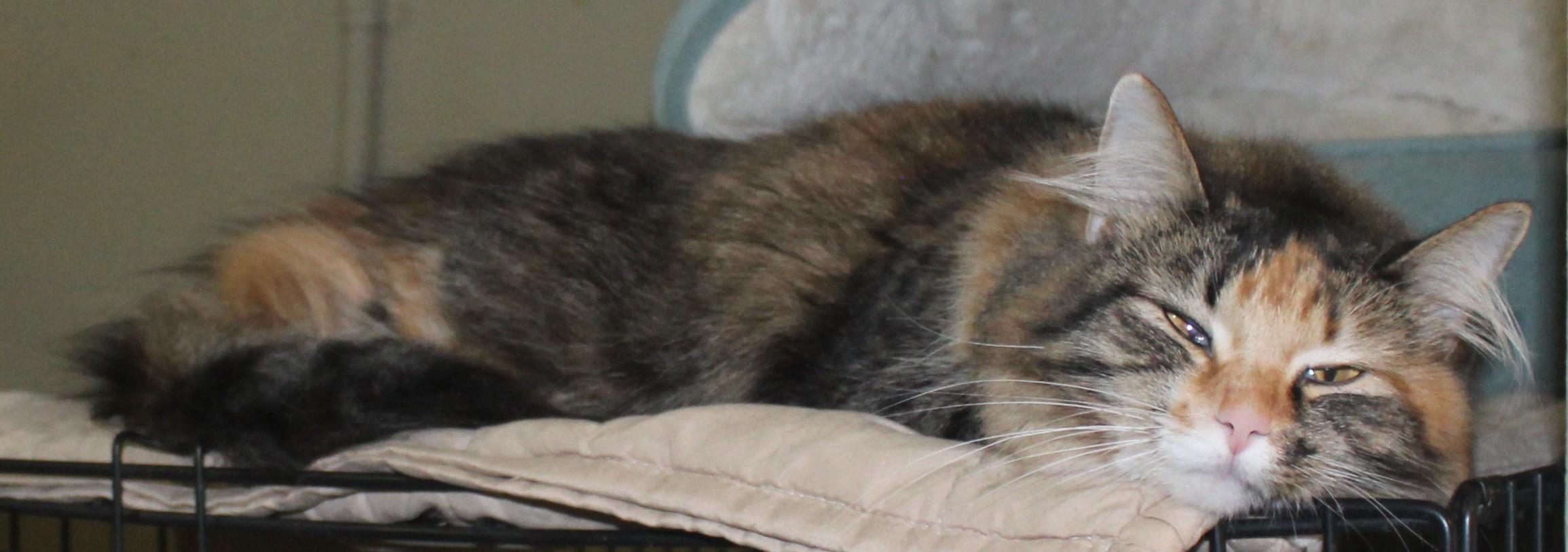 Enlarge Jersey, an adopted mixed breed in Huron, SD image 3/4