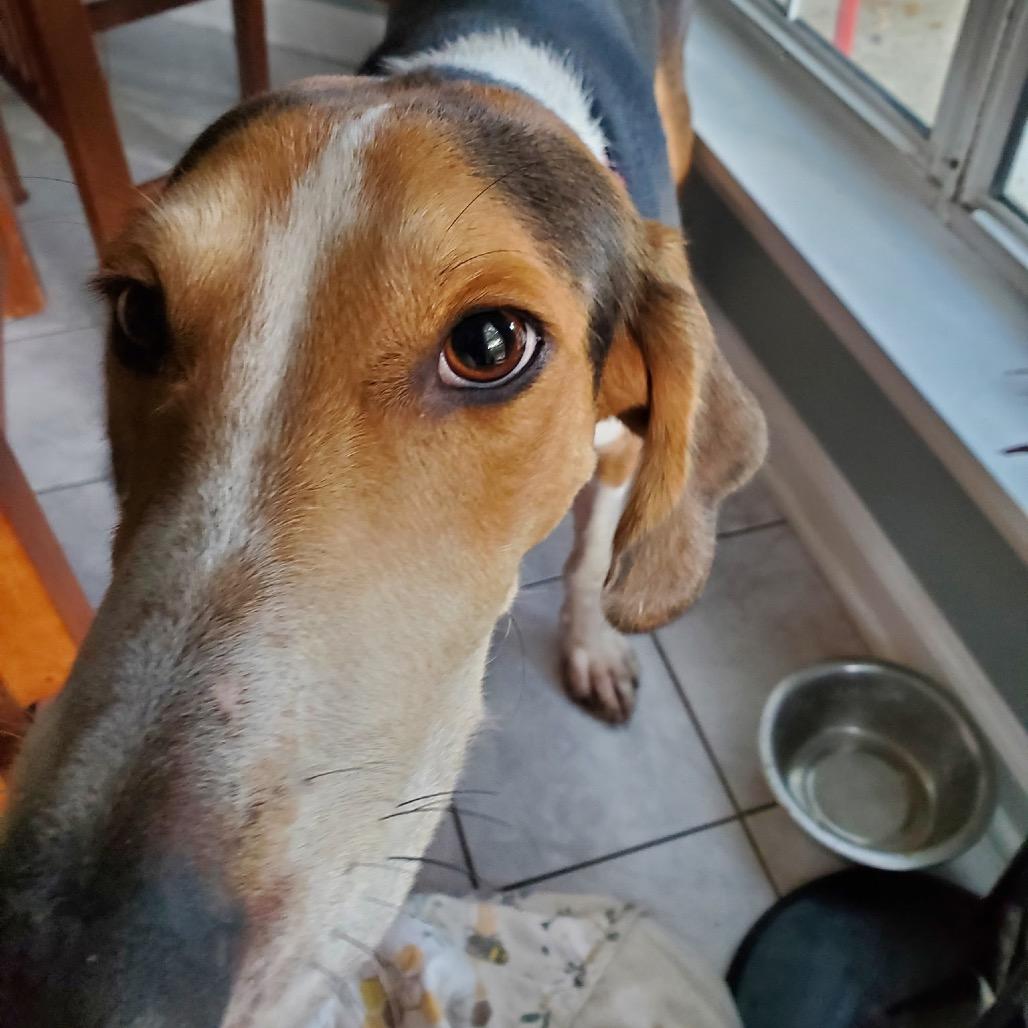 Humphrey @ Foster, Adoptable, Adult Male Hound.