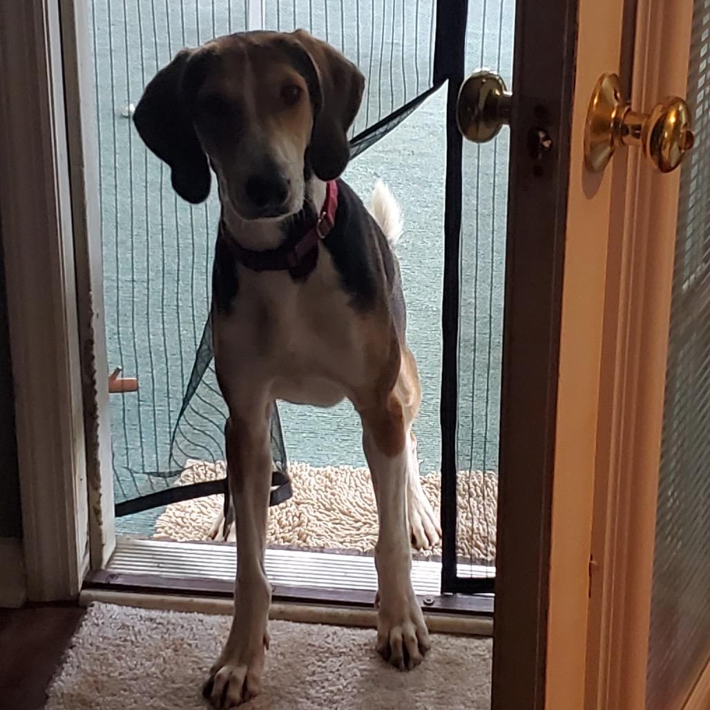 Enlarge Humphrey @ Foster, a Adoptable Hound in Summerville, SC image 2/6