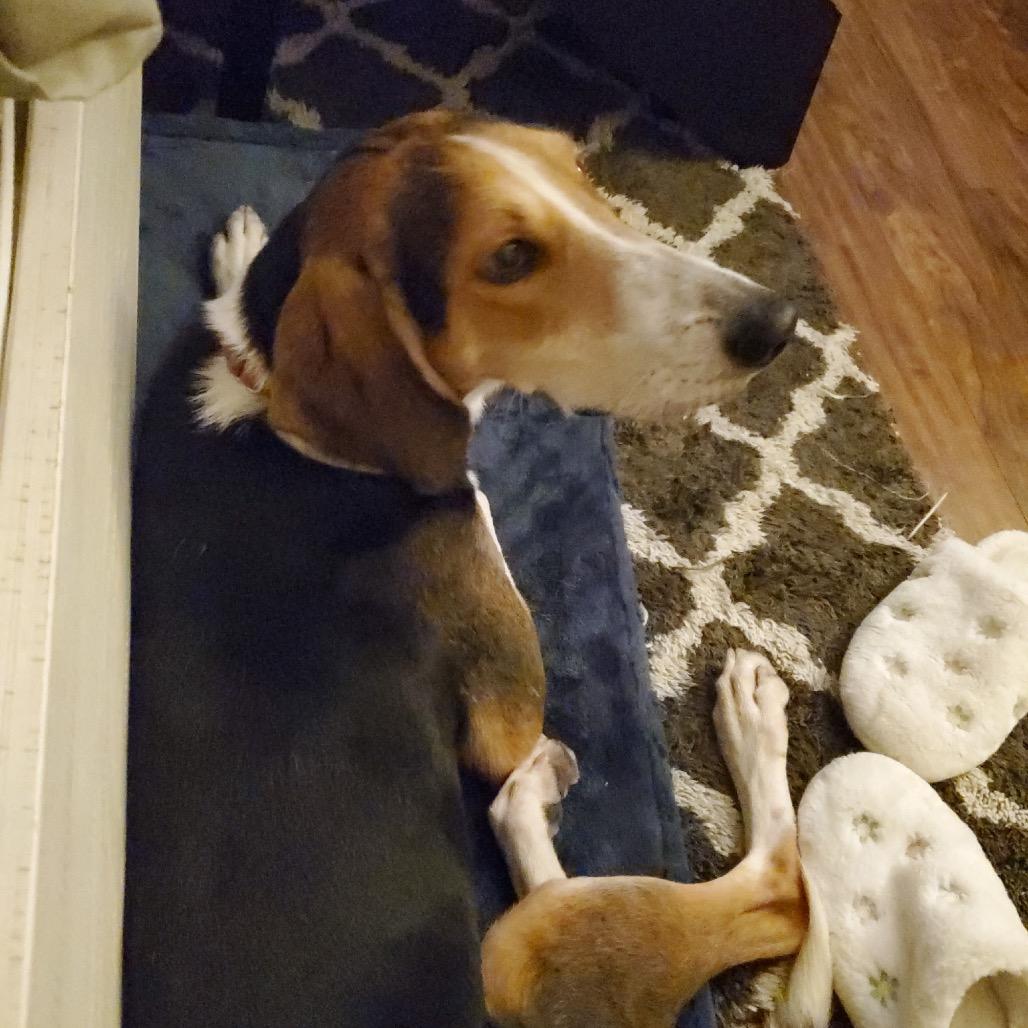 Enlarge Humphrey @ Foster, a Adoptable Hound in Summerville, SC image 3/6