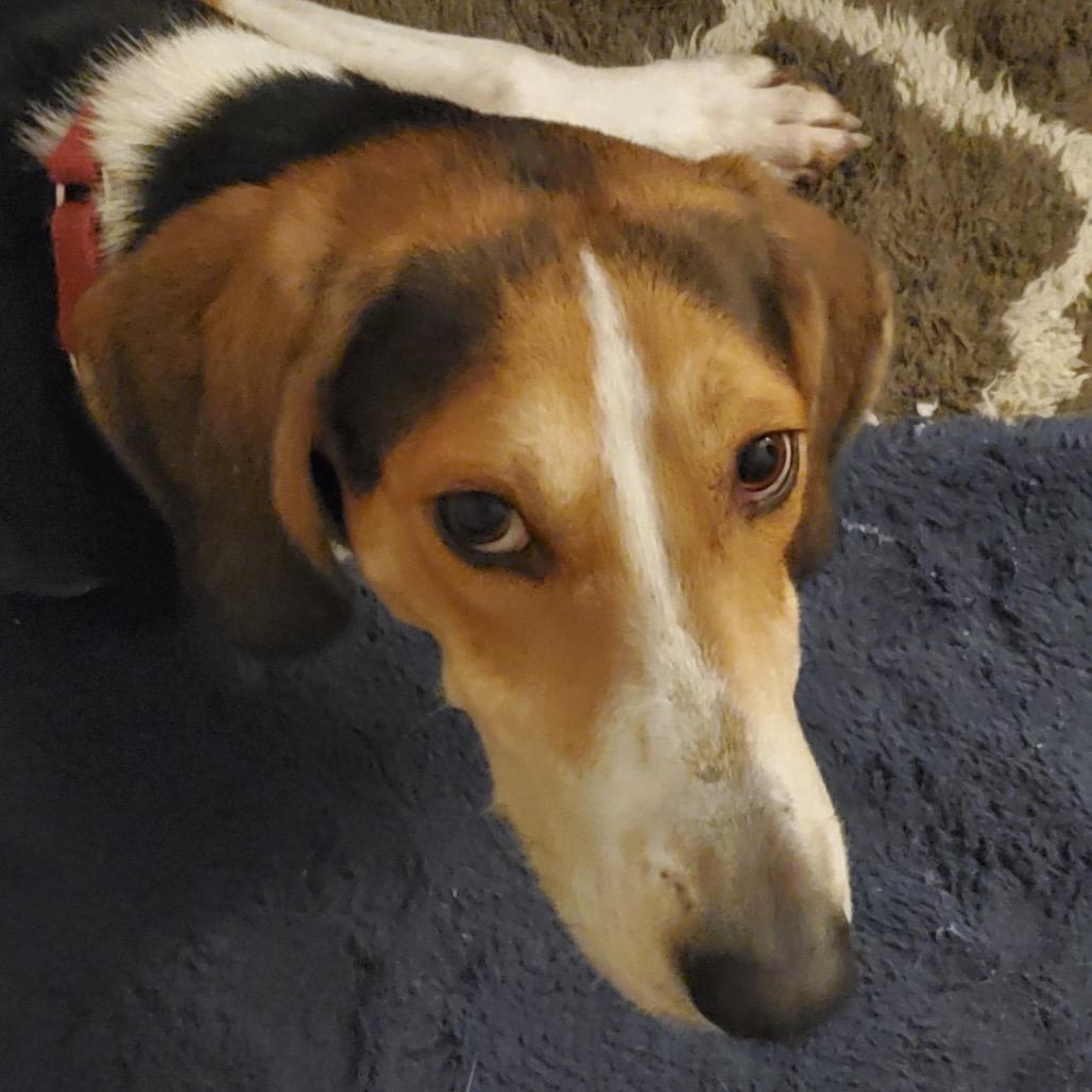 Enlarge Humphrey @ Foster, a Adoptable Hound in Summerville, SC image 4/6