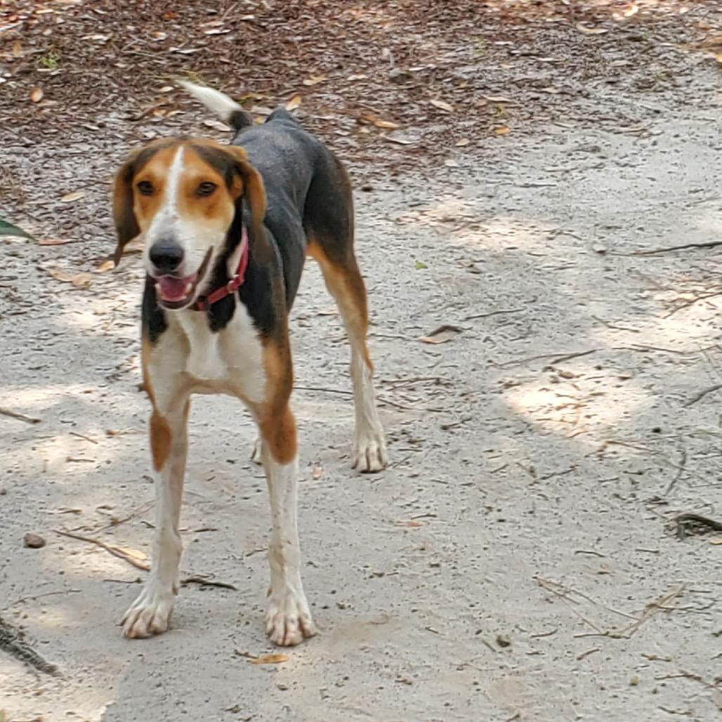 Enlarge Humphrey @ Foster, a Adoptable Hound in Summerville, SC image 5/6