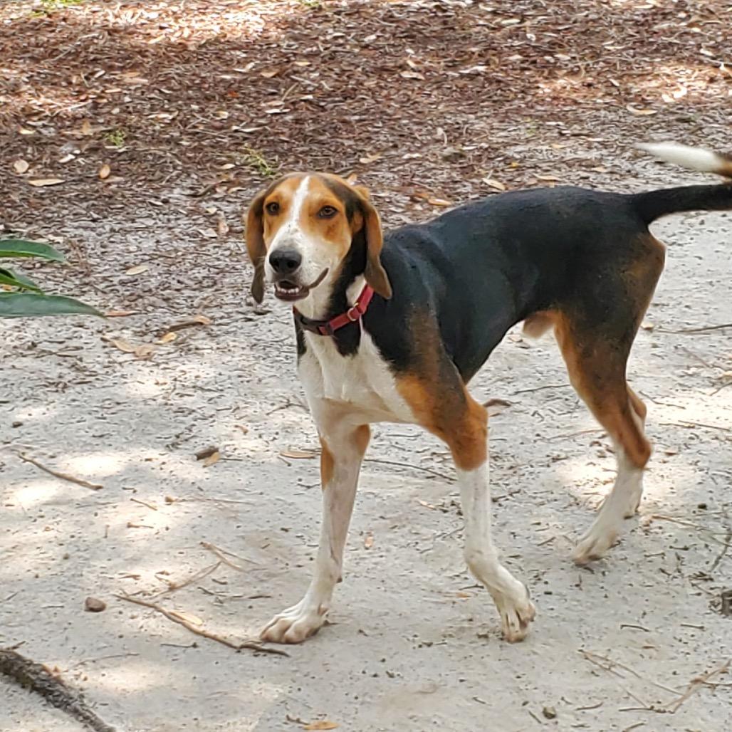 Enlarge Humphrey @ Foster, a Adoptable Hound in Summerville, SC image 6/6