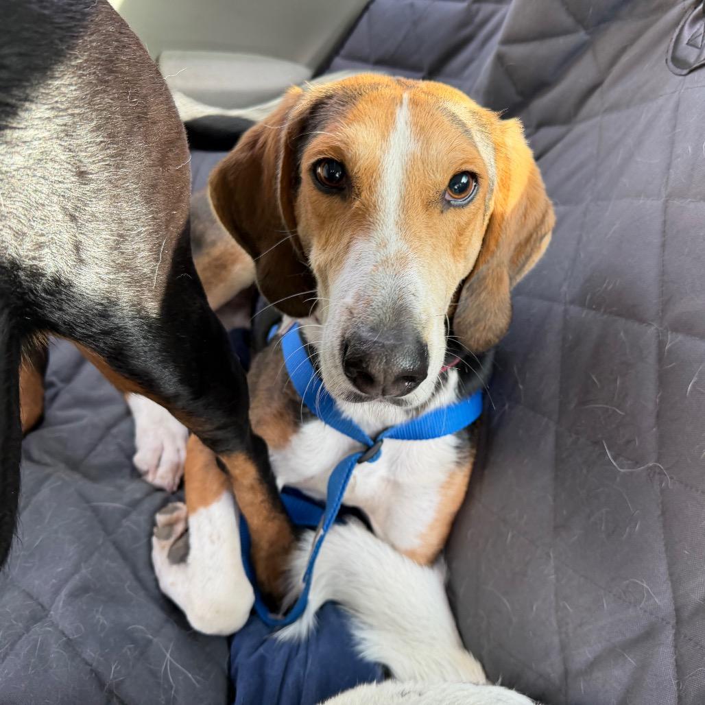 Enlarge Humphrey @ Foster, a Adoptable Hound in Summerville, SC image 6/6