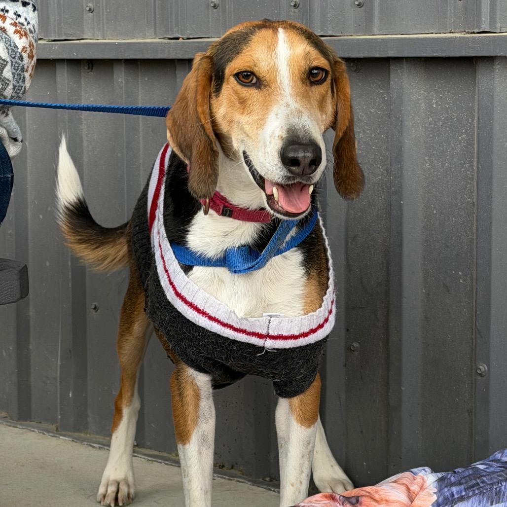 Enlarge Humphrey @ Foster, a Adoptable Hound in Summerville, SC image 6/6