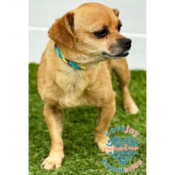 Shuga COH, an adoptable Puggle, Chiweenie in Inglewood, CA, 90301 | Photo Image 2