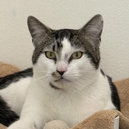 Silas, Adoptable, Adult Male Domestic Short Hair & Domestic Short Hair.