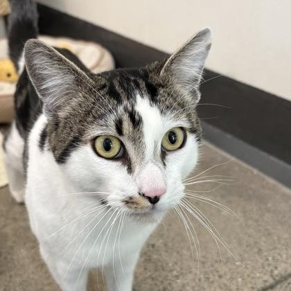 Enlarge Silas, a Adoptable mixed breed in San Francisco, CA image 2/3