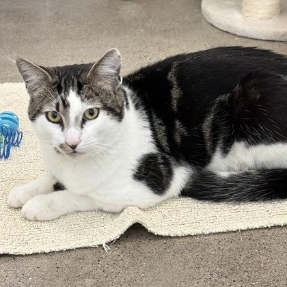 Enlarge Silas, a Adoptable mixed breed in San Francisco, CA image 3/3