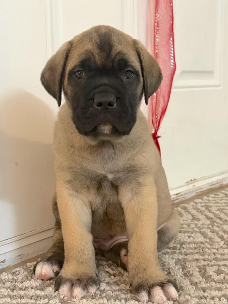 Harley, ADOPTABLE, Puppy Male Mastiff & Cane Corso.
