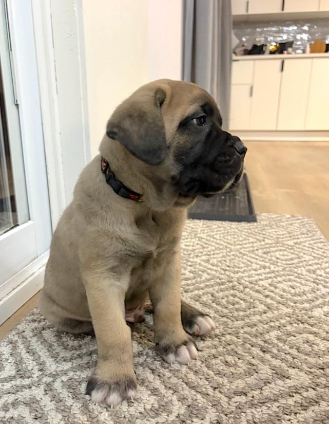 Enlarge Harley, an adopted mixed breed in Bancroft, ON image 2/3