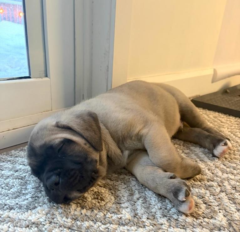 Enlarge Harley, an adopted mixed breed in Bancroft, ON image 3/3