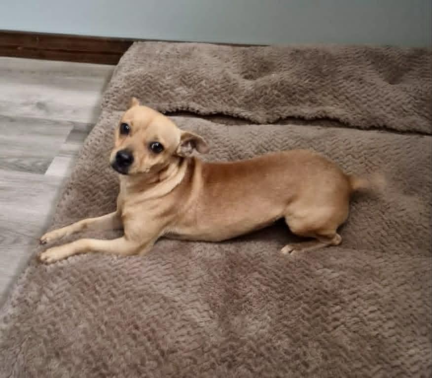 Enlarge Ruben, a ADOPTABLE mixed breed in Dunmore, AB image 1/6