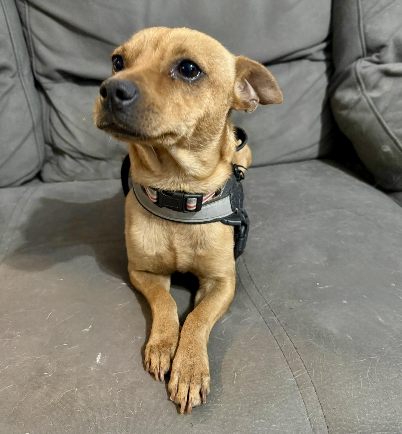 Enlarge Ruben, a ADOPTABLE mixed breed in Dunmore, AB image 5/6