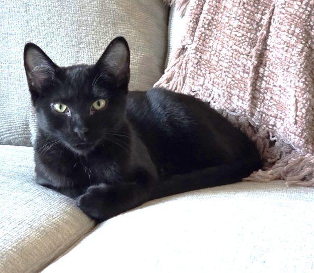 Miss Flow, ADOPTABLE, Kitten Female Domestic Short Hair.
