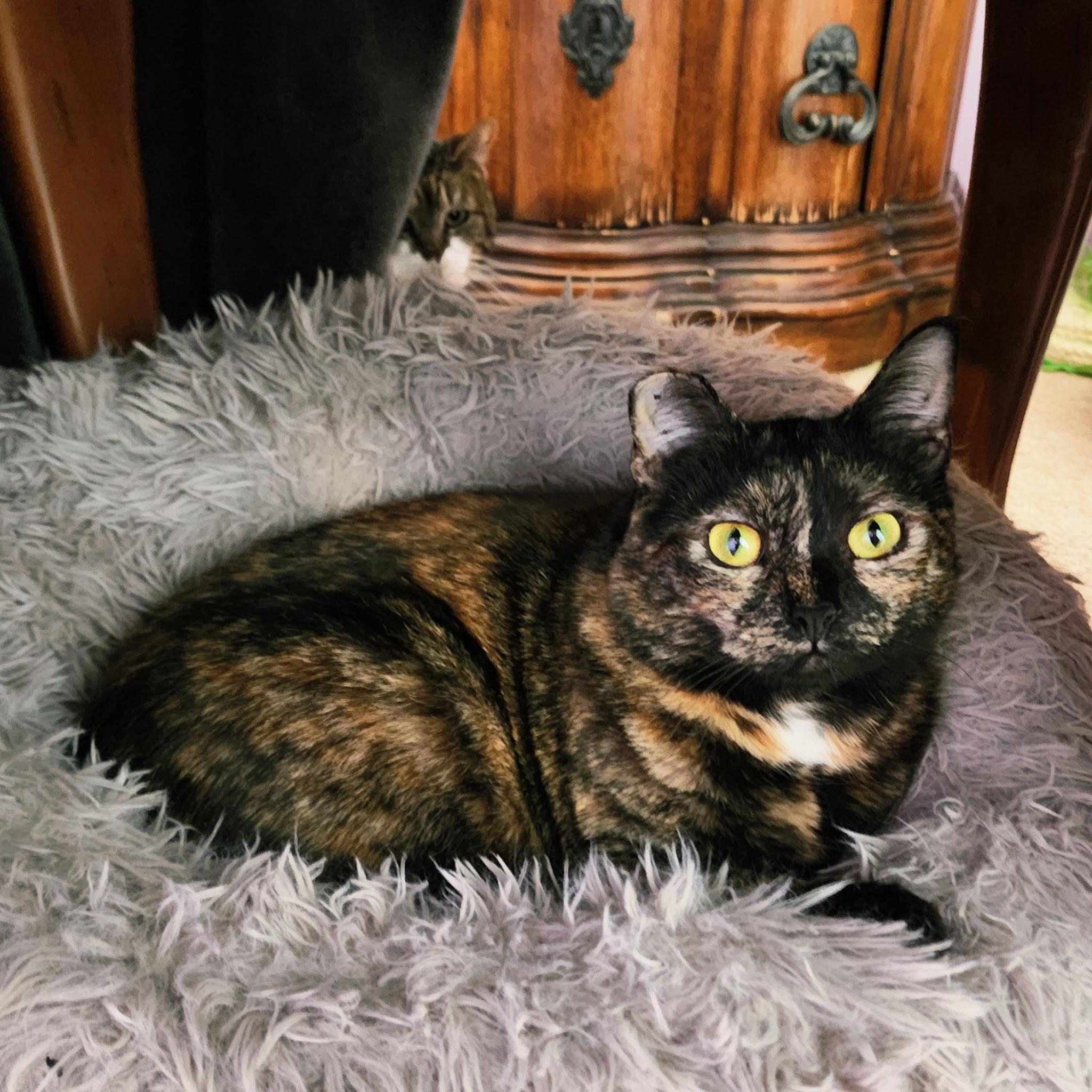 Patches, ADOPTABLE, Young Female Tortoiseshell.