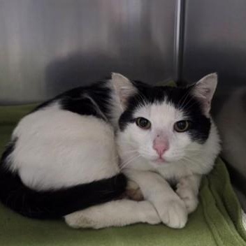 Bubbles, Adoptable, Adult Male Domestic Short Hair.