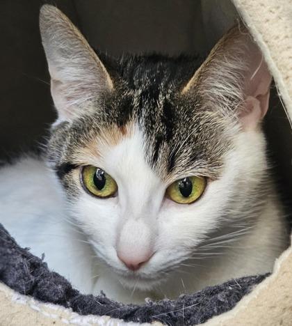 Bunny, Adoptable, Adult Female Domestic Short Hair.