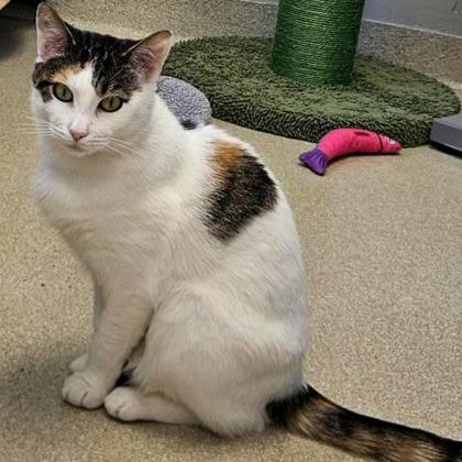 Bunny, Adoptable, Adult Female Domestic Short Hair.