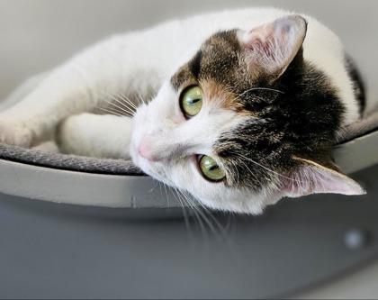 Enlarge Bunny, a Adoptable mixed breed in Atlanta, GA image 3/3