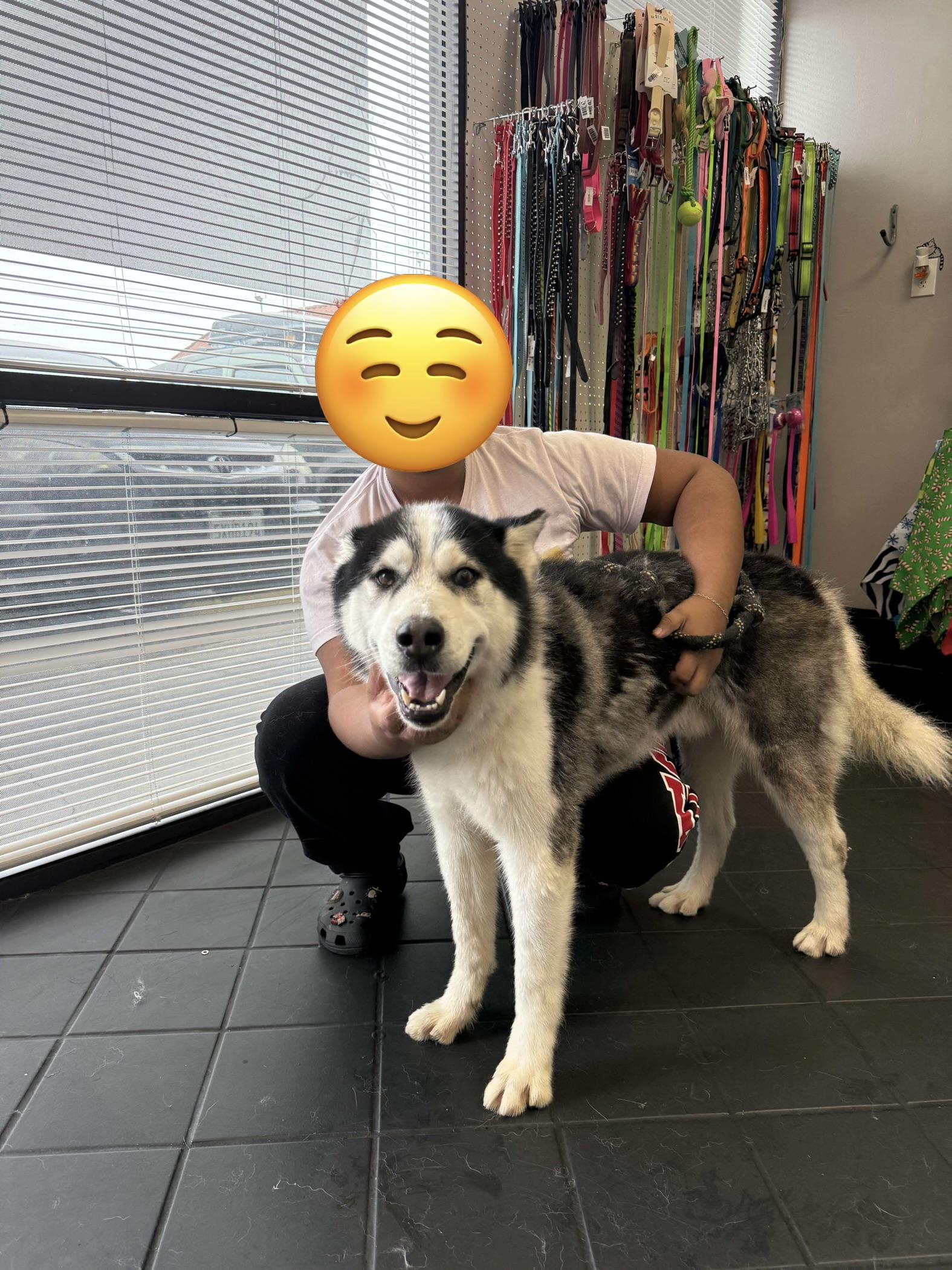 Frank, a Adoptable Husky in Putnam, CT image 3/6