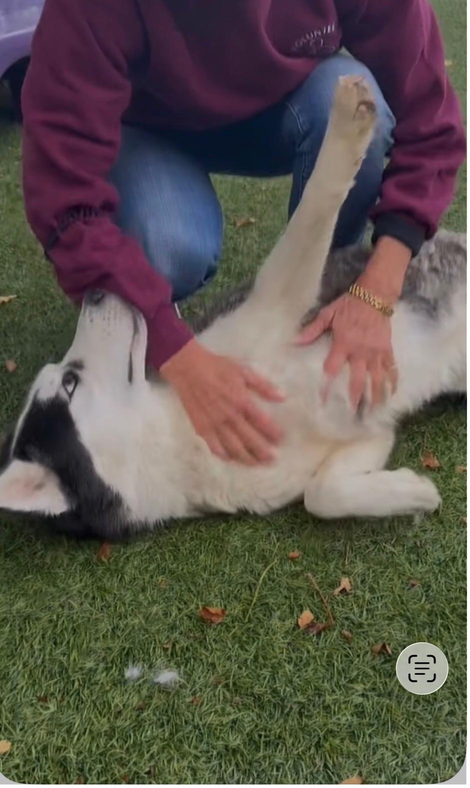Frank, a Adoptable Husky in Putnam, CT image 6/6