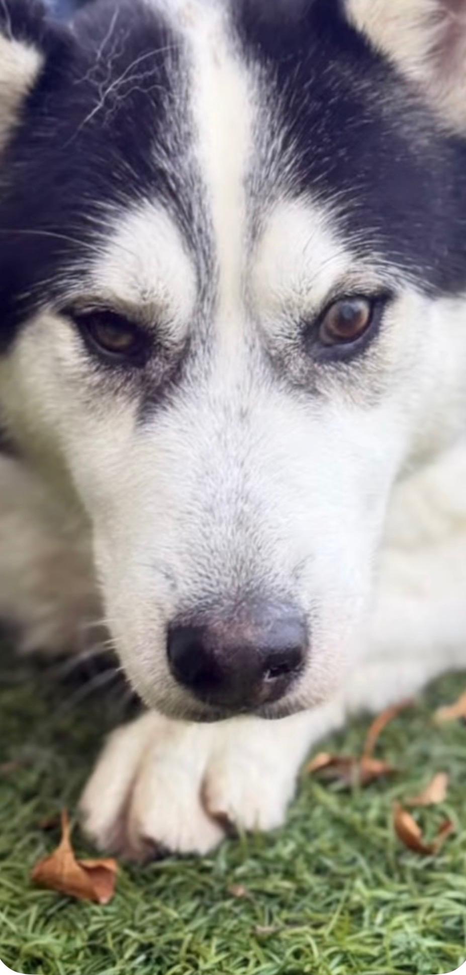 Frank, a Adoptable Husky in Putnam, CT image 5/6