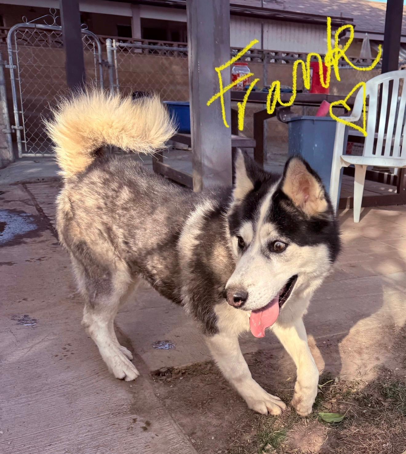 Frank, Adoptable, Adult Male Husky.
