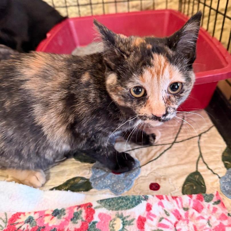 Enlarge Ginger, a Adoptable Domestic Short Hair in Park Falls, WI image 1/1