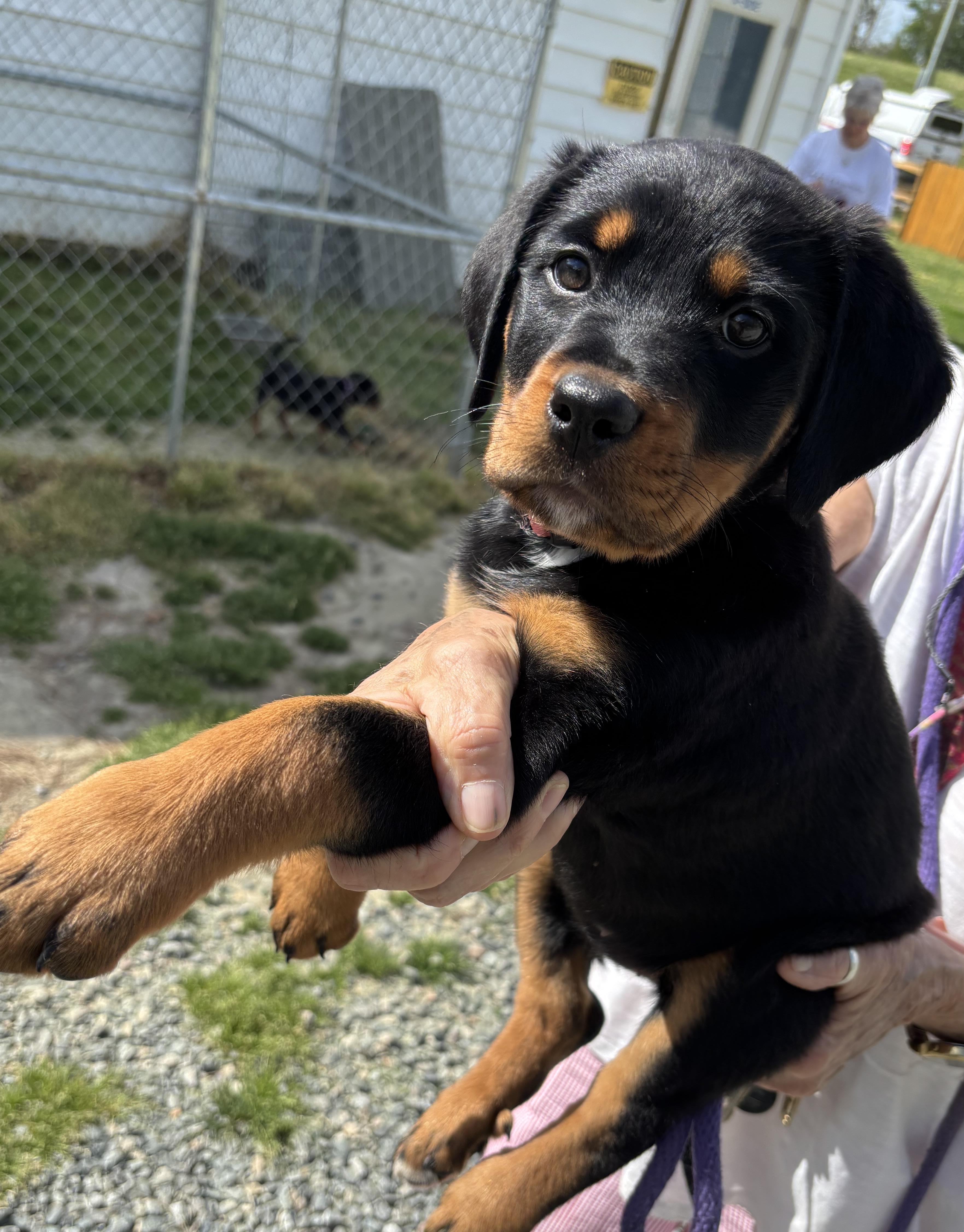 Enlarge Cindrella, an adopted Rottweiler in Gloucester, VA image 3/4
