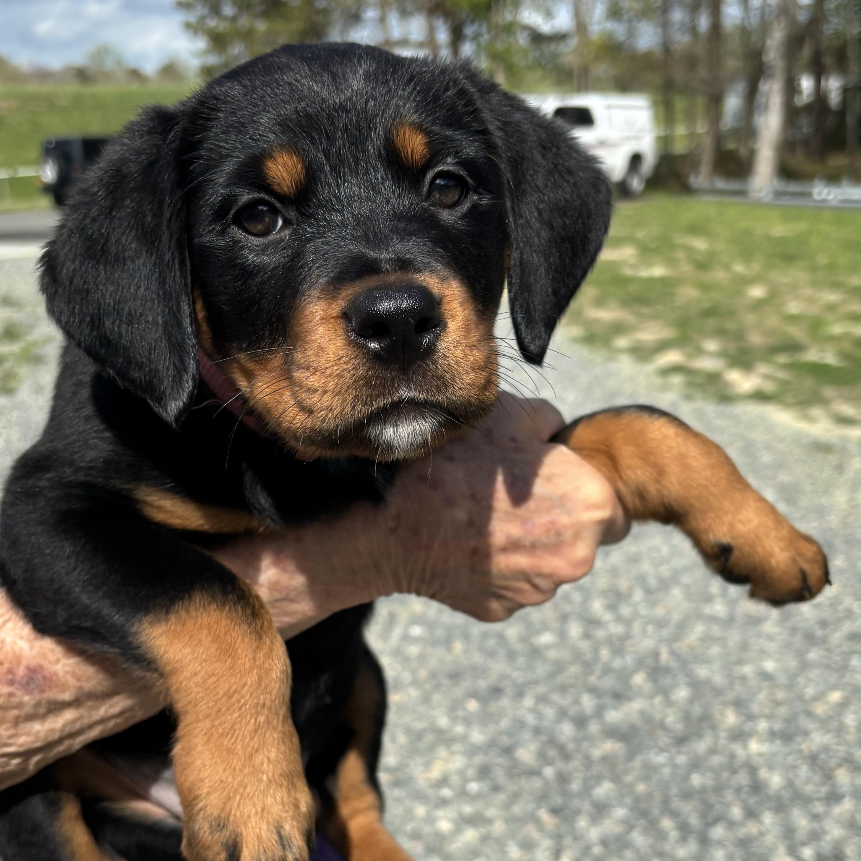 Enlarge Cindrella, an adopted Rottweiler in Gloucester, VA image 1/4