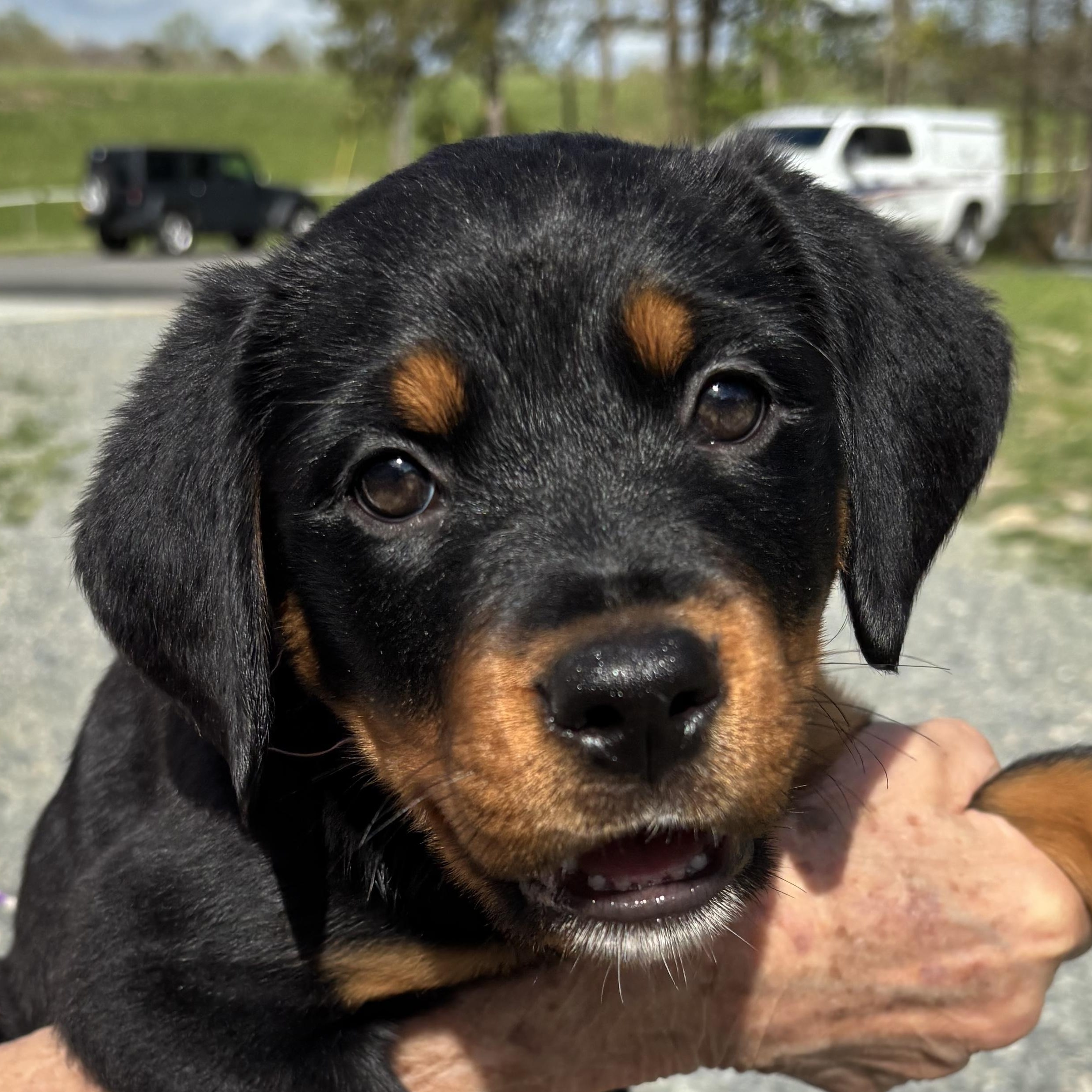 Enlarge Cindrella, an adopted Rottweiler in Gloucester, VA image 4/4
