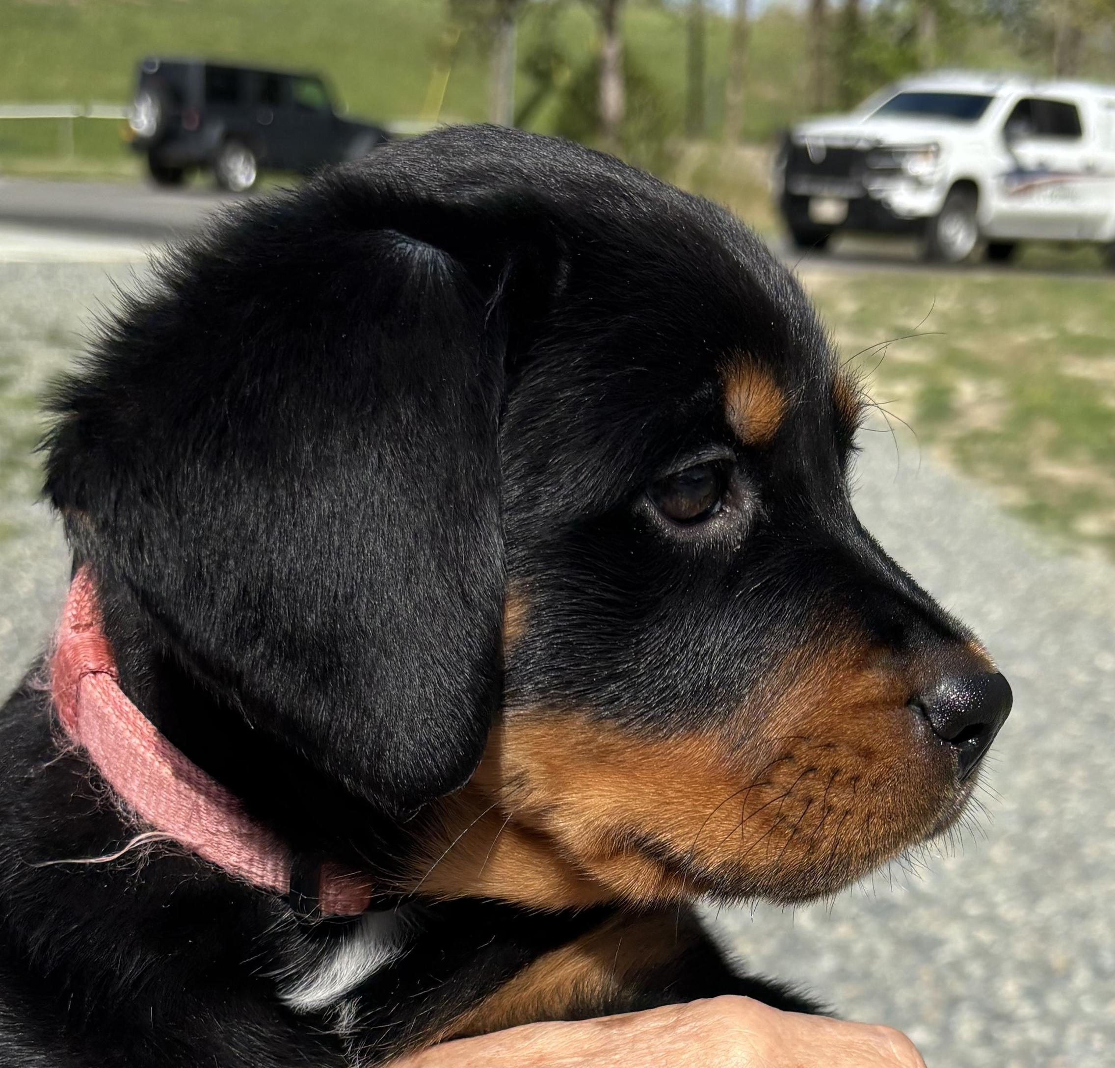 Enlarge Cindrella, an adopted Rottweiler in Gloucester, VA image 2/4