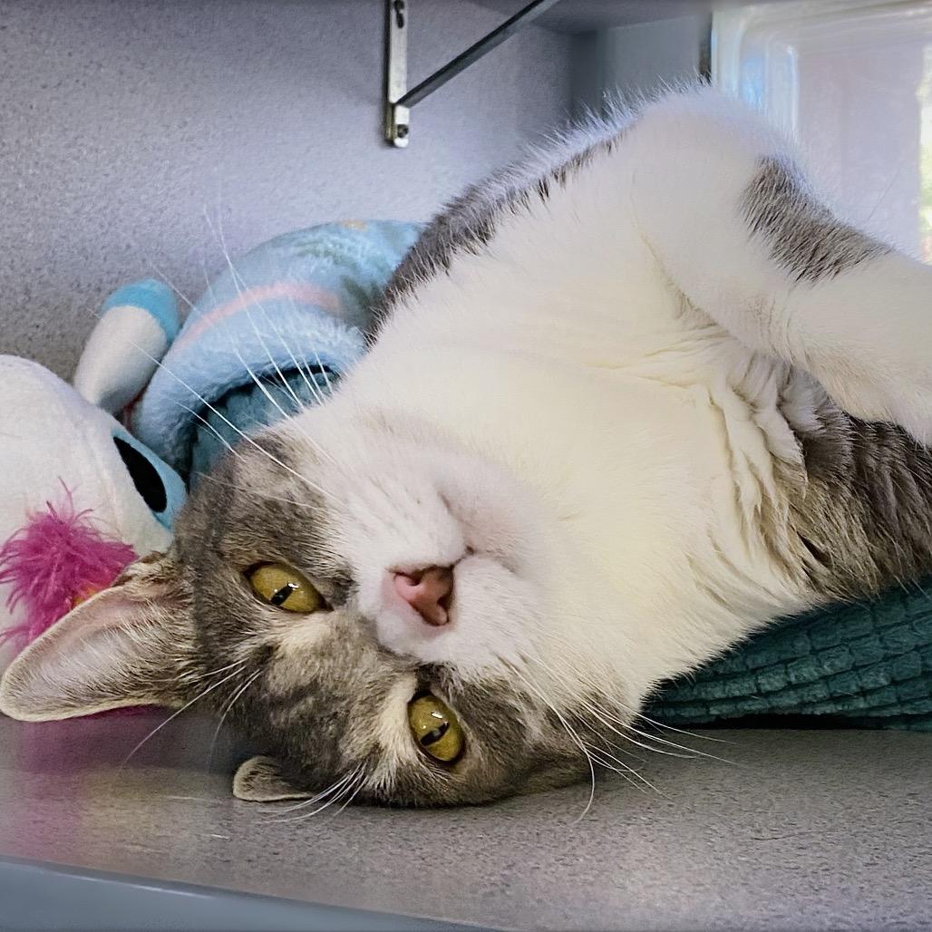 Iris, Adoptable, Adult Female Domestic Short Hair.