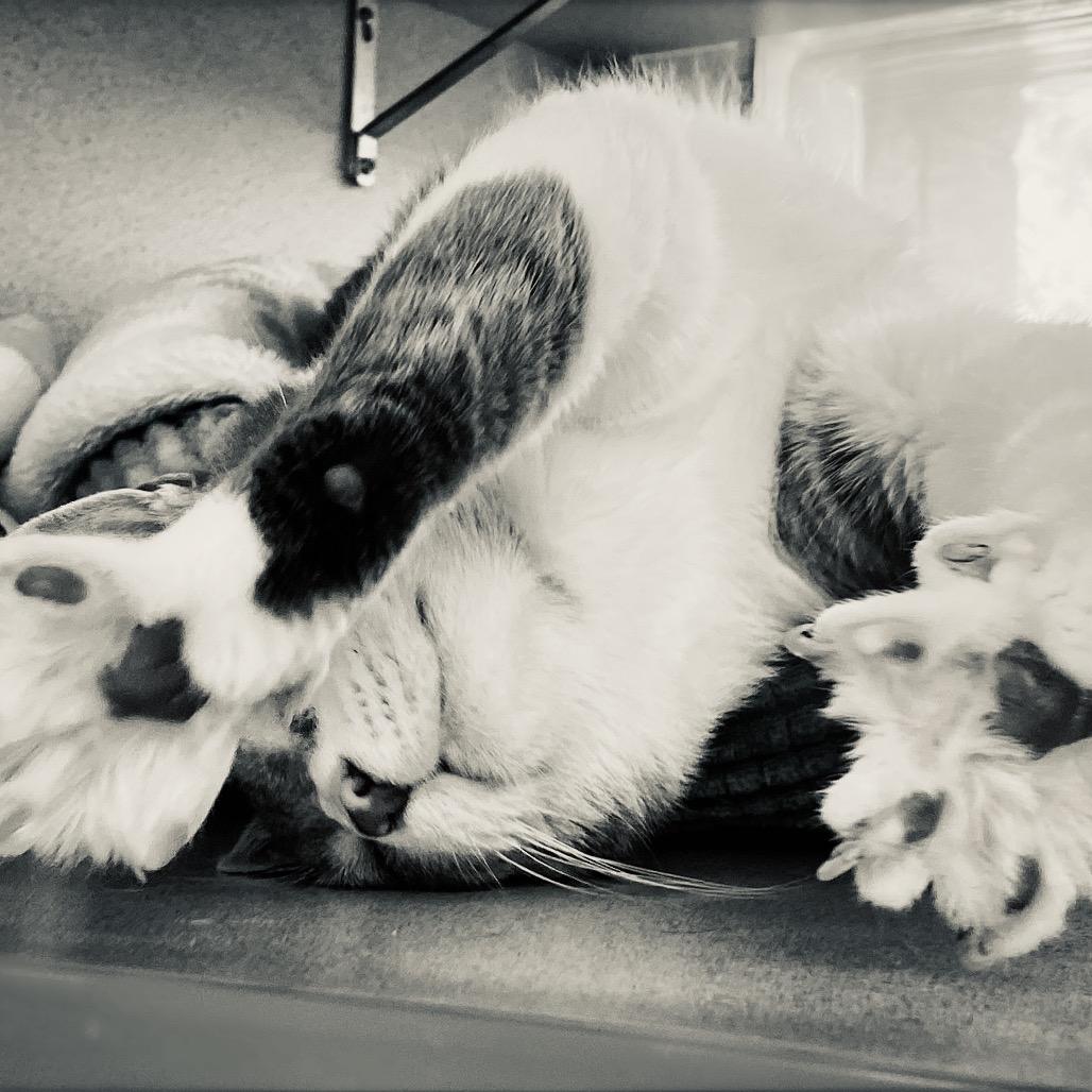 Enlarge Iris, a Adoptable Domestic Short Hair in Huntsville, AL image 2/6