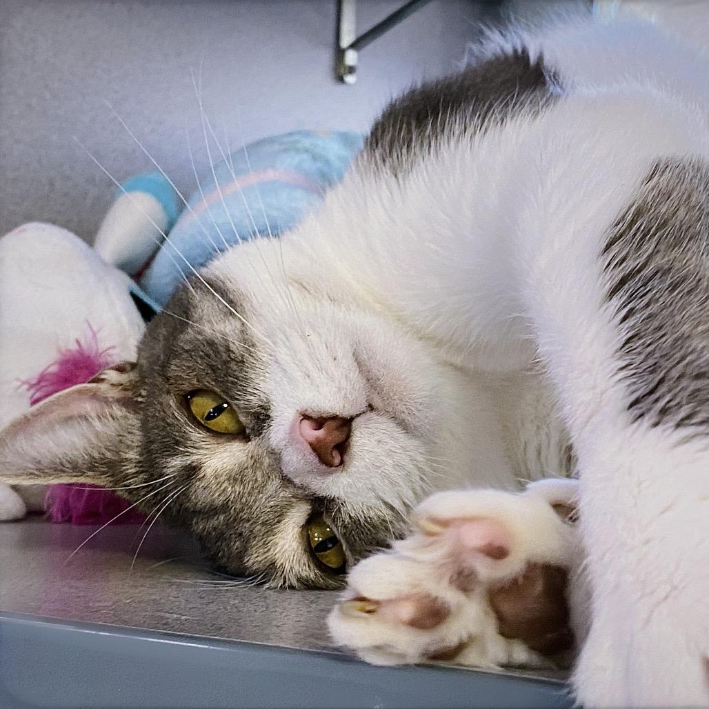 Enlarge Iris, a Adoptable Domestic Short Hair in Huntsville, AL image 4/6