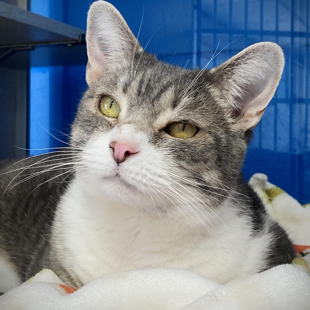 Enlarge Iris, a Adoptable Domestic Short Hair in Huntsville, AL image 5/6