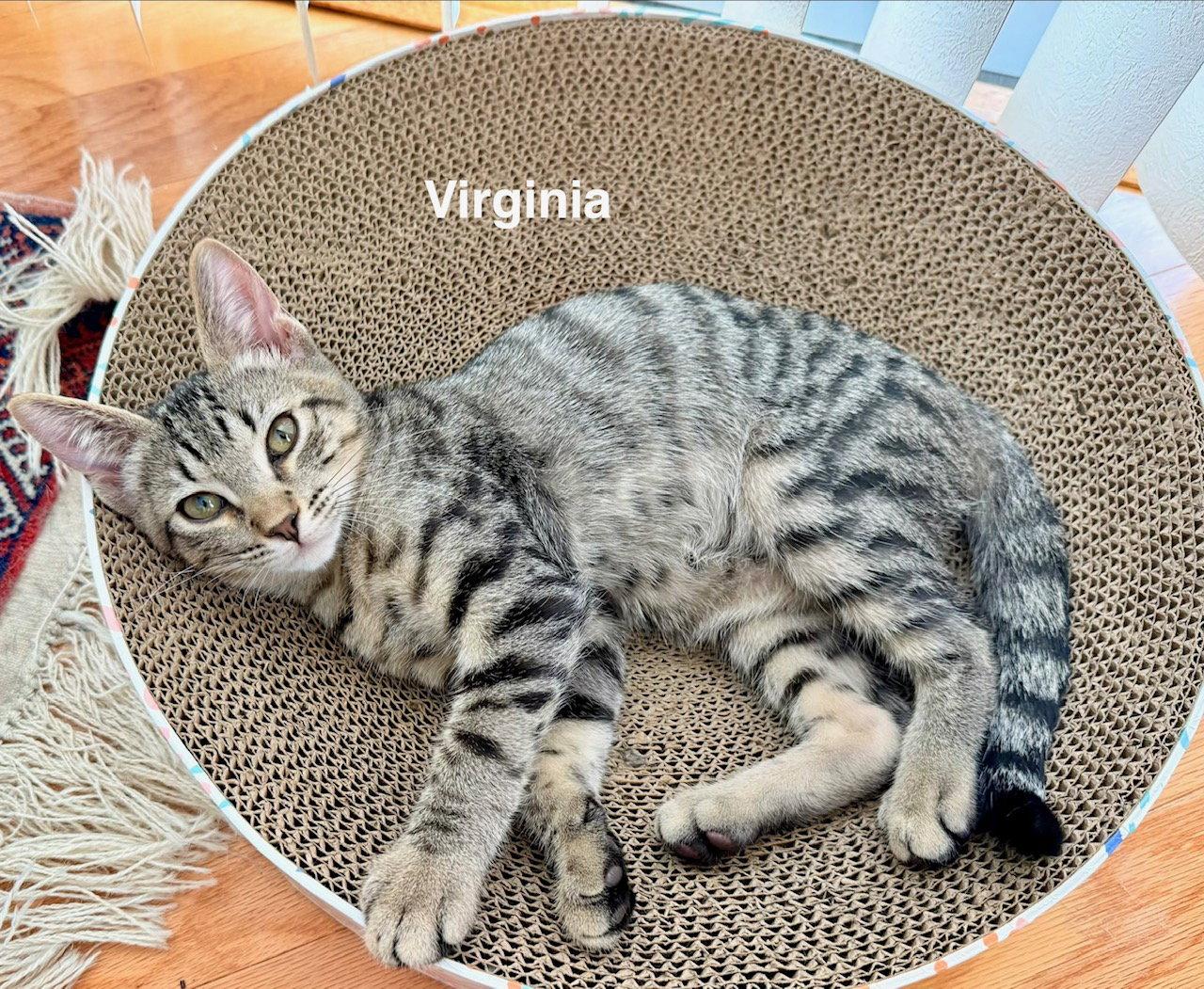 Virginia (1849), Adoptable, Kitten Male Domestic Short Hair.