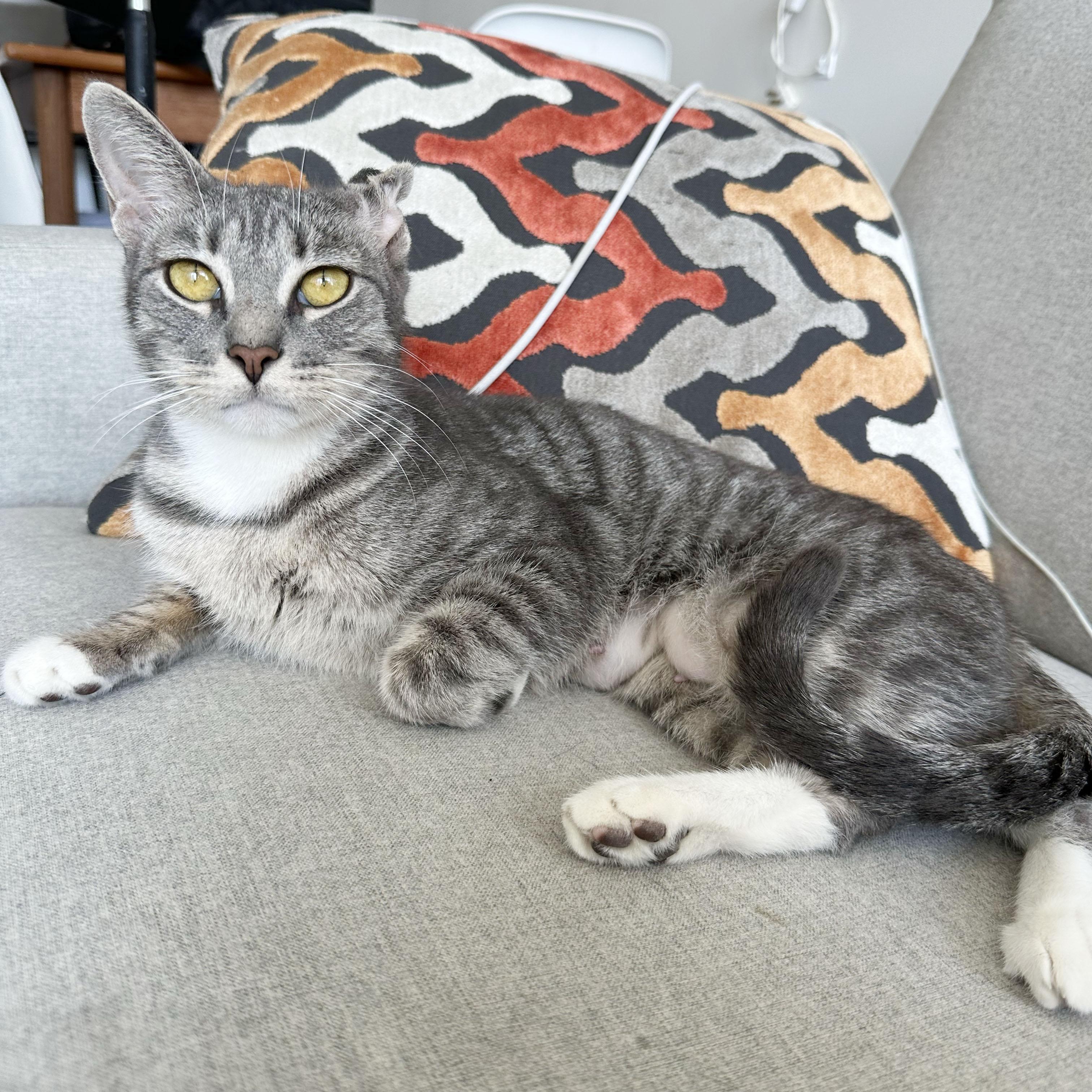 Enlarge Crinkle, a ADOPTABLE Domestic Short Hair in BROOKLYN, NY image 5/6
