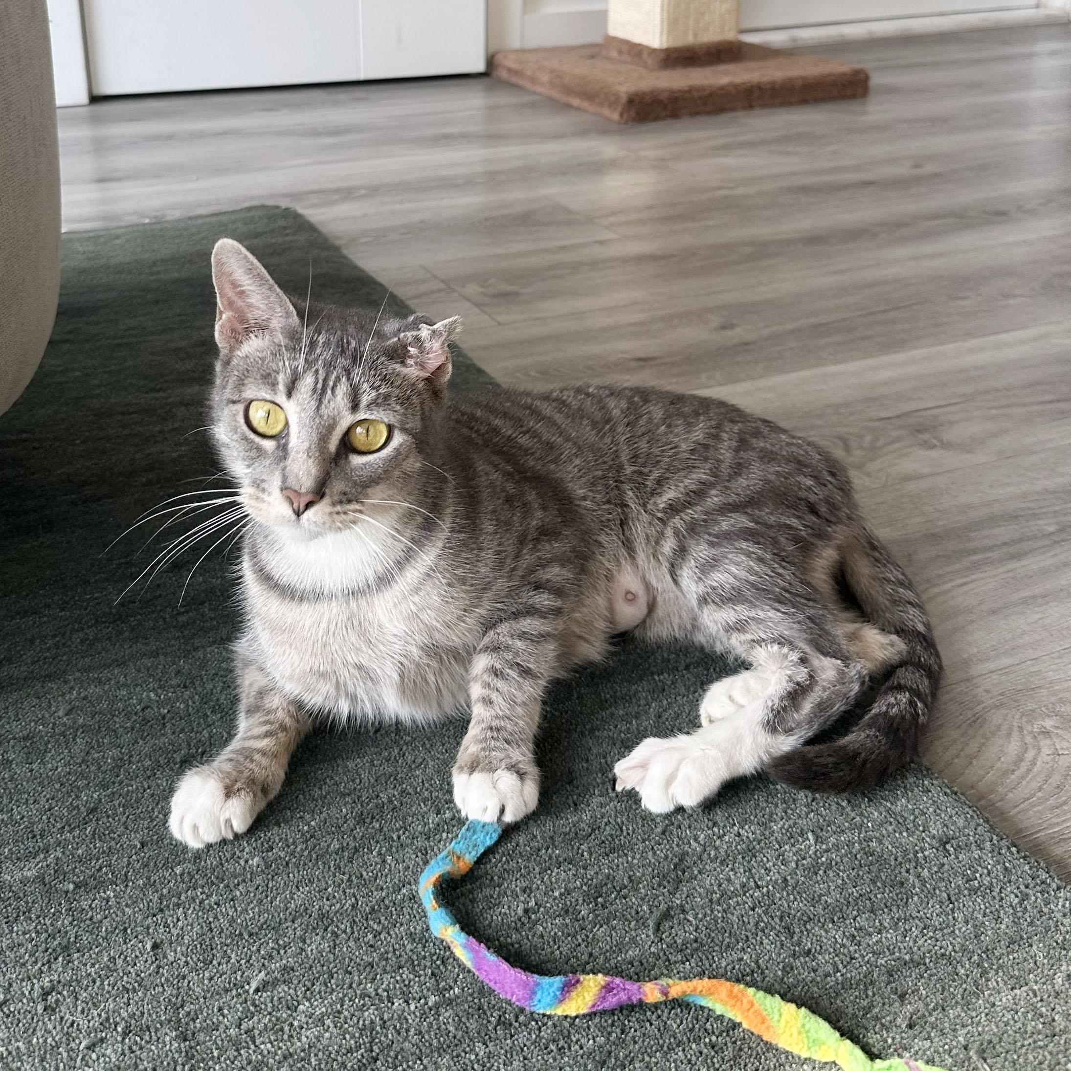 Enlarge Crinkle, a ADOPTABLE Domestic Short Hair in BROOKLYN, NY image 4/6