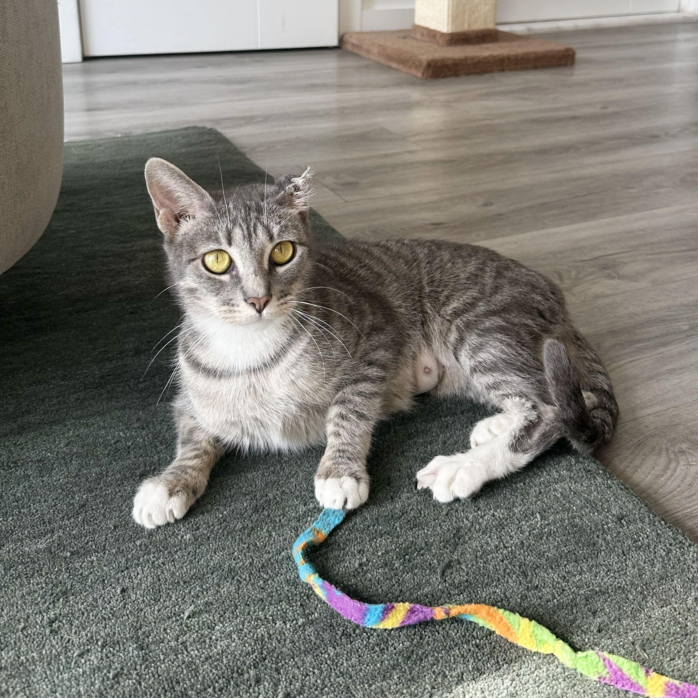 Enlarge Crinkle, a ADOPTABLE Domestic Short Hair in BROOKLYN, NY image 2/6