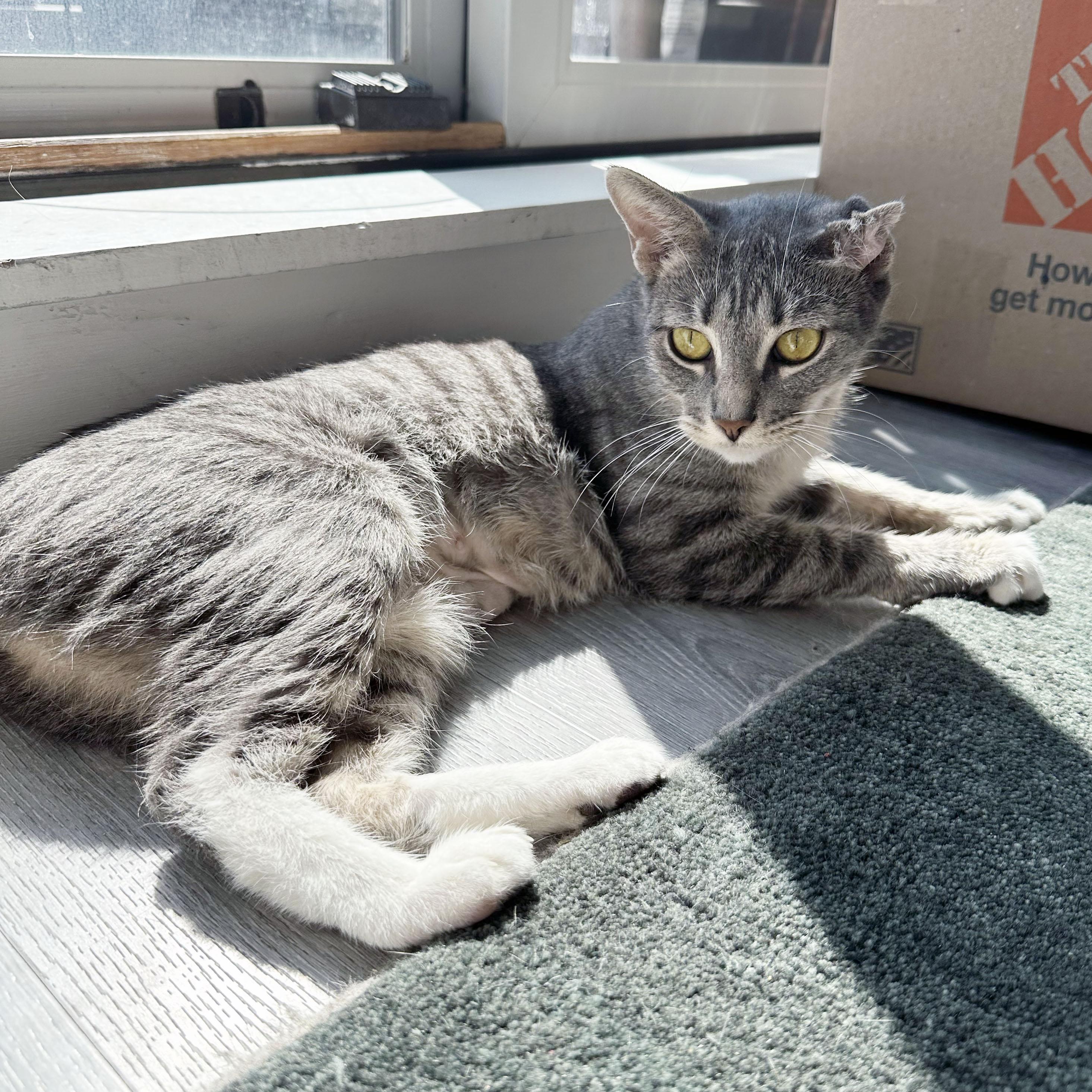 Enlarge Crinkle, a ADOPTABLE Domestic Short Hair in BROOKLYN, NY image 6/6