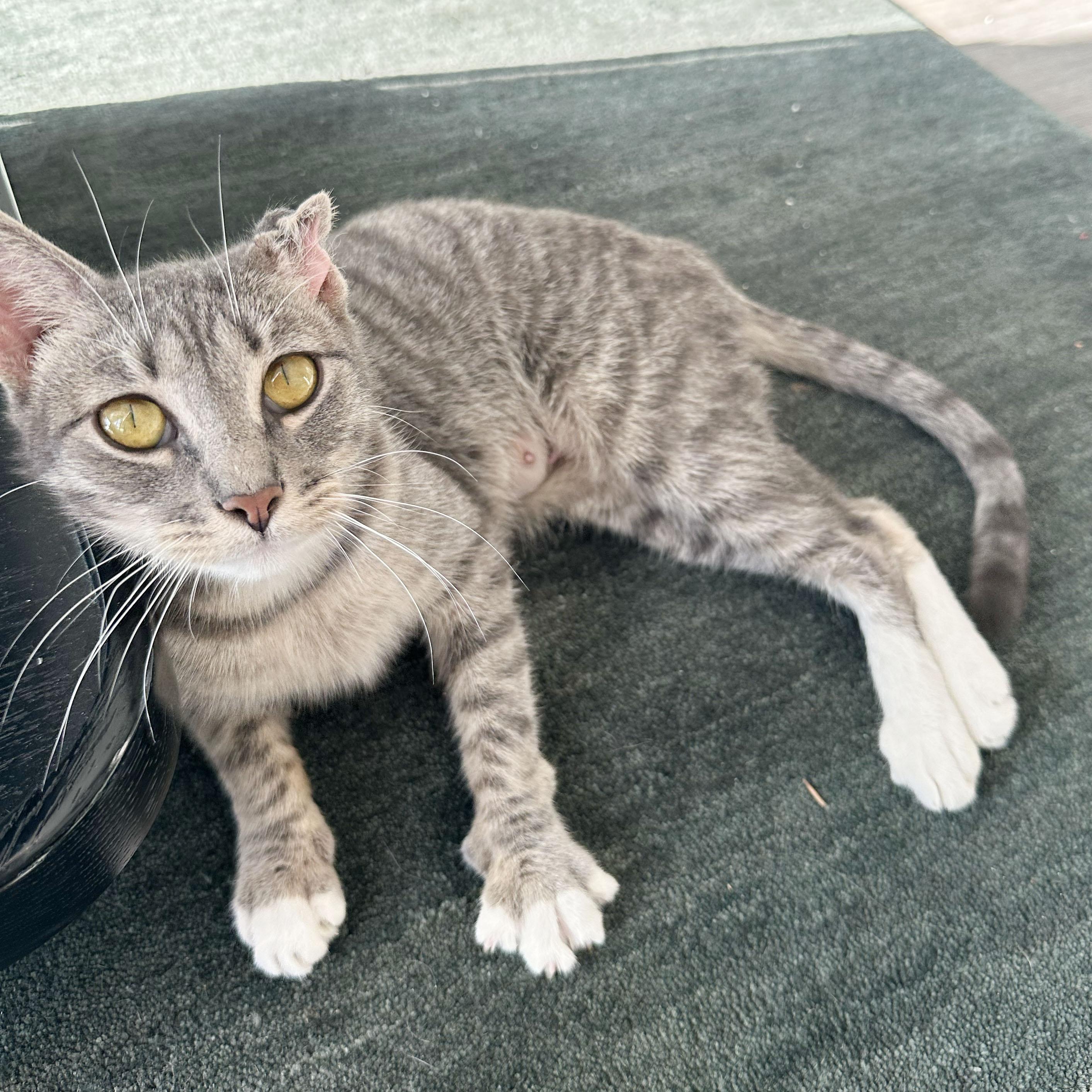 Crinkle, ADOPTABLE, Adult Female Domestic Short Hair.