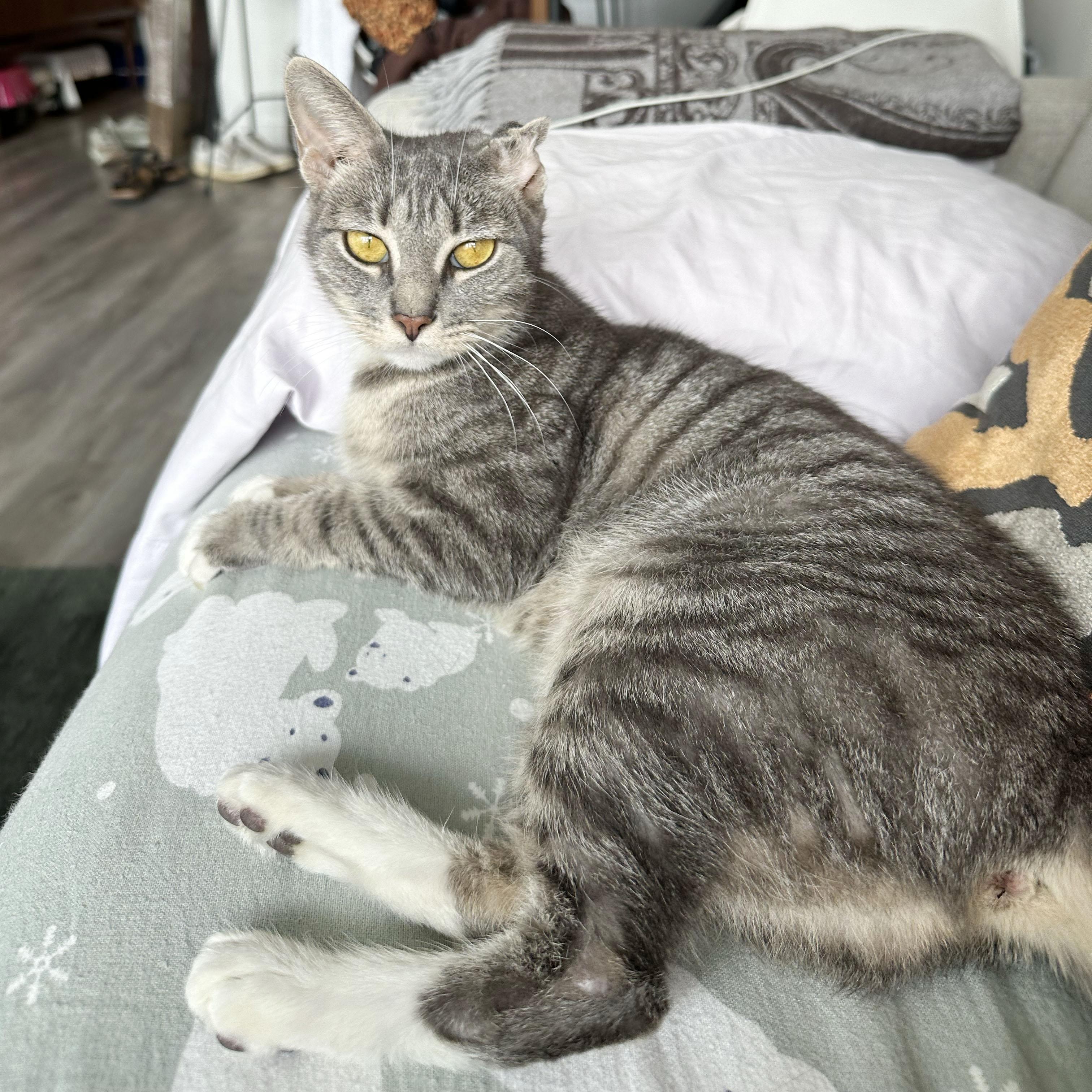 Enlarge Crinkle, a ADOPTABLE Domestic Short Hair in BROOKLYN, NY image 3/6