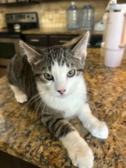 Enlarge Carlos, a Adoptable mixed breed in Council Bluffs, IA image 1/1