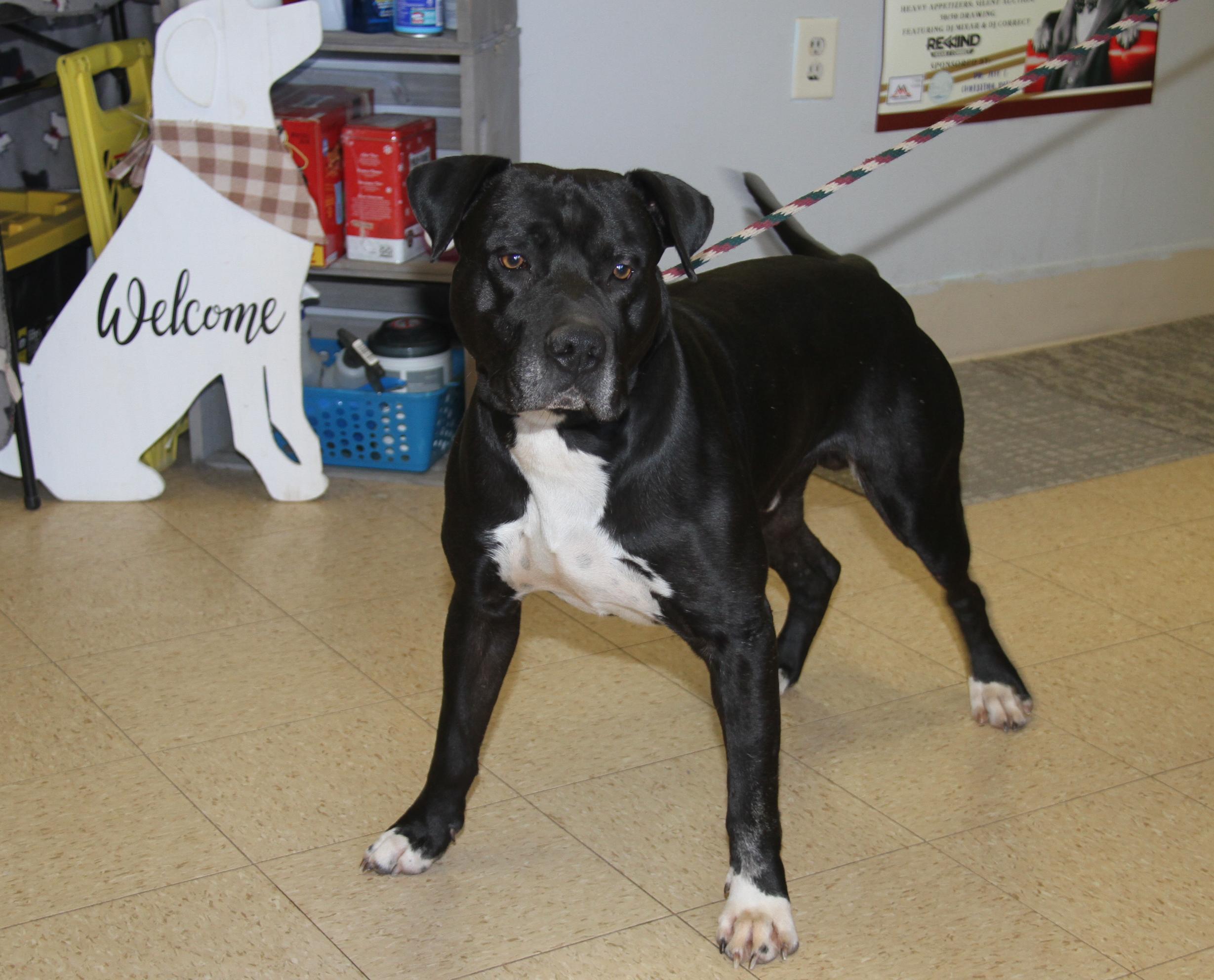 Enlarge Doofy (Neutered) (Photos 3/9/2025) , an adoptable mixed breed in Marietta, OH image 3/6