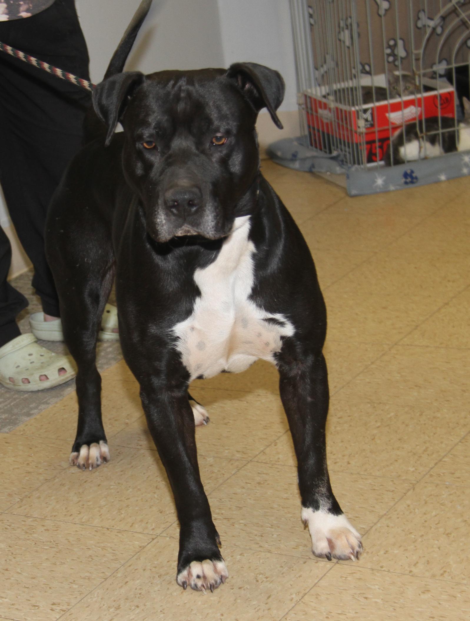 Enlarge Doofy (Neutered) (Photos 3/9/2025) , an adoptable mixed breed in Marietta, OH image 5/6