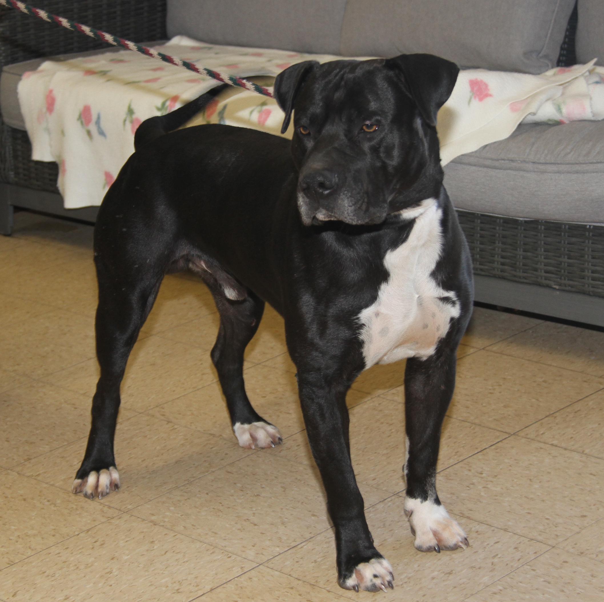Enlarge Doofy (Neutered) (Photos 3/9/2025) , an adoptable mixed breed in Marietta, OH image 4/6