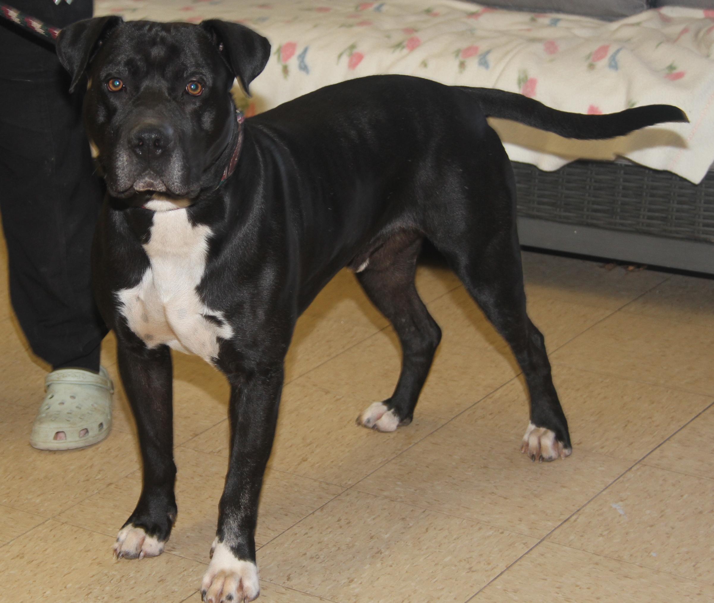 Enlarge Doofy (Neutered) (Photos 3/9/2025) , an adoptable mixed breed in Marietta, OH image 1/6