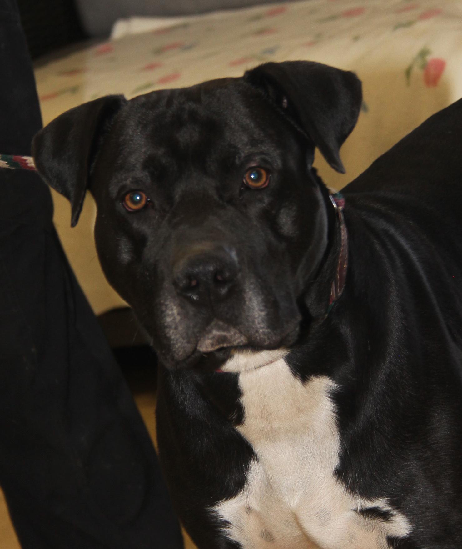 Enlarge Doofy (Neutered) (Photos 3/9/2025) , an adoptable mixed breed in Marietta, OH image 6/6